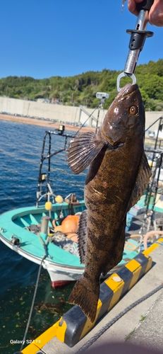 アイナメの釣果
