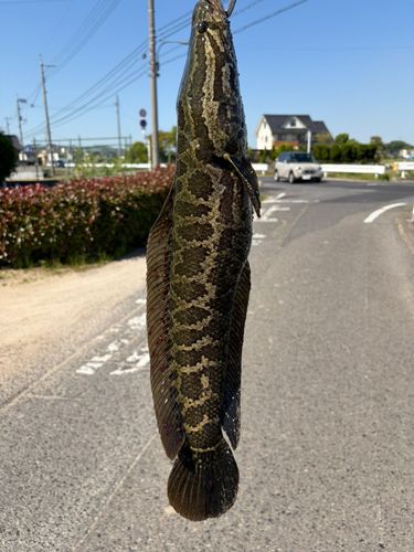 ライギョの釣果