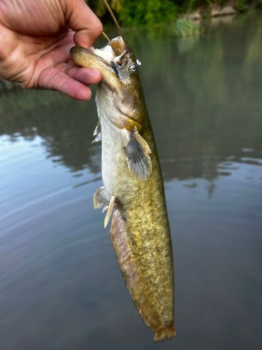 マナマズの釣果