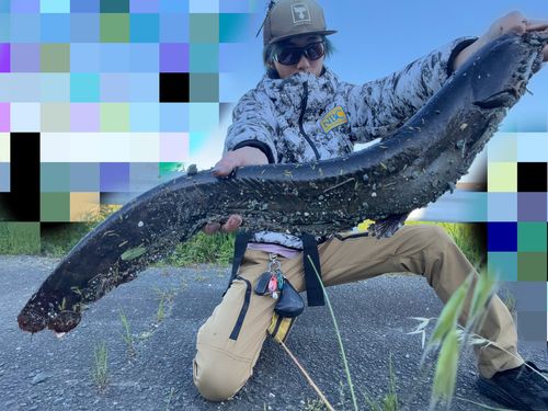 マナマズの釣果
