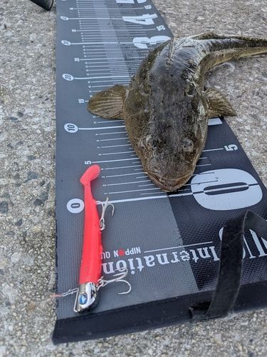 マゴチの釣果