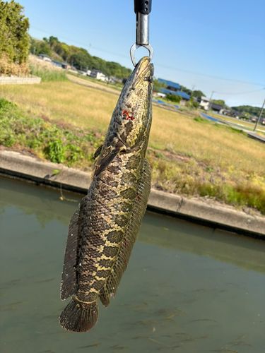 ライギョの釣果