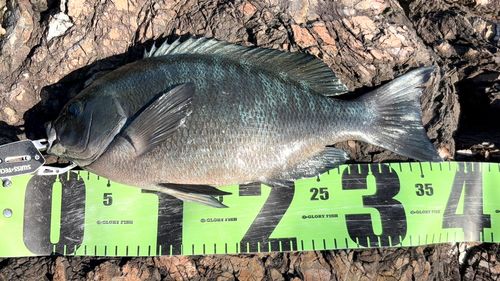 クチブトグレの釣果
