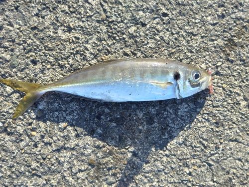 マアジの釣果