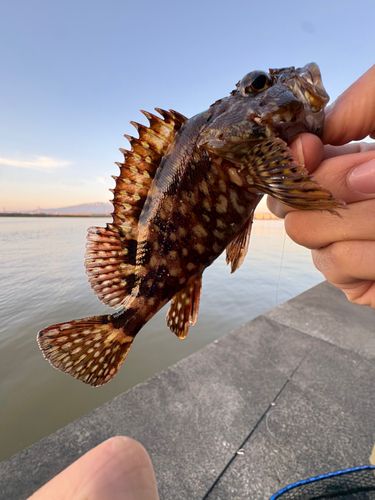 カサゴの釣果