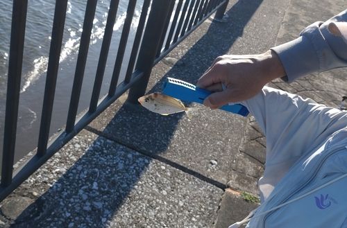 釣果