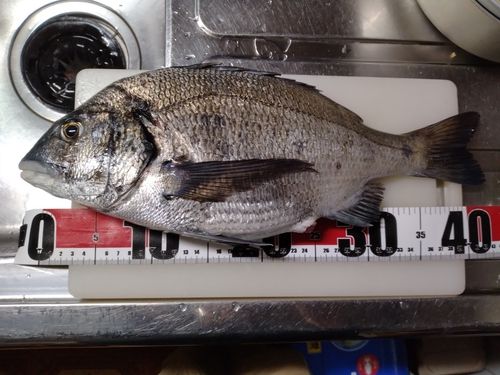 チヌの釣果