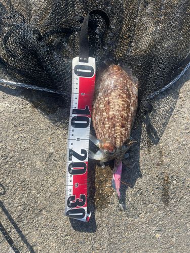 コウイカの釣果