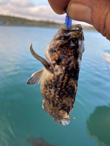 クロソイの釣果