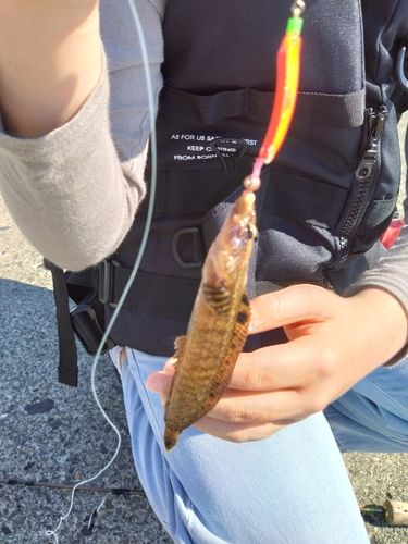 ドンコの釣果