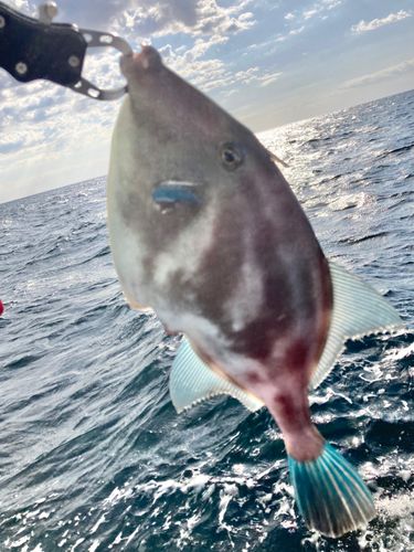 ウマヅラハギの釣果