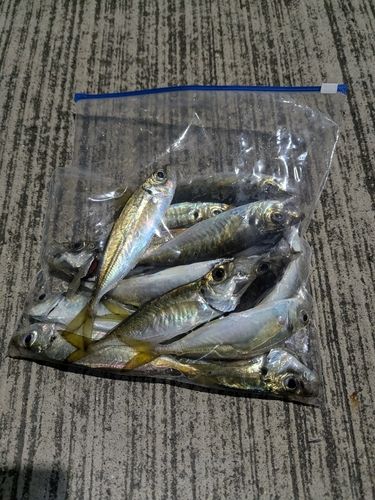 アジの釣果