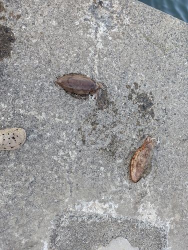 コウイカの釣果