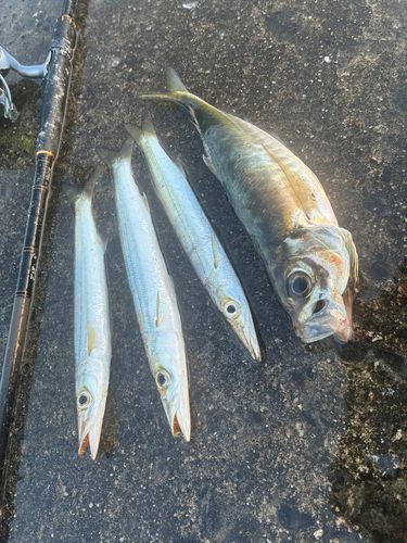 カマスの釣果