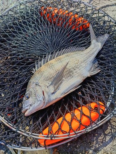 釣果一覧】熊本県で釣れたクロダイ - アングラーズ | 釣果600万件の