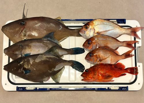マダイの釣果