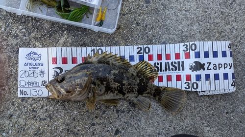 タケノコメバルの釣果