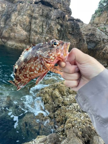 アラカブの釣果
