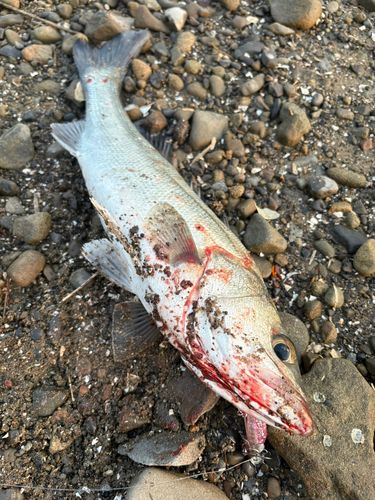 スズキの釣果