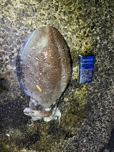モンゴウイカの釣果