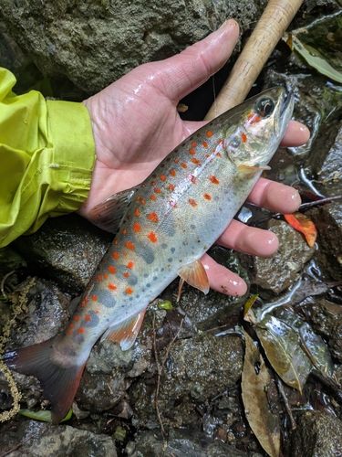 アマゴの釣果