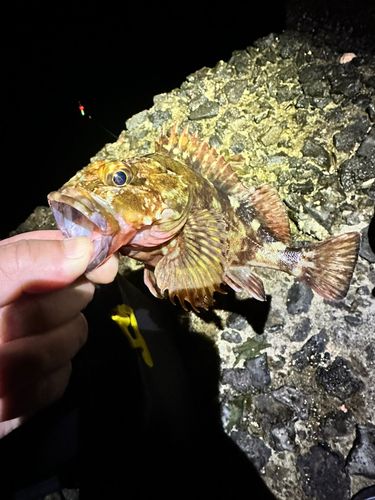 アラカブの釣果