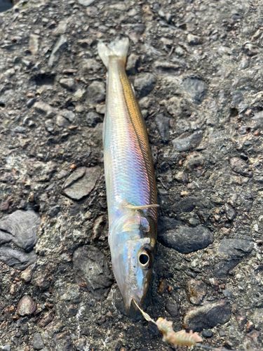 シロギスの釣果