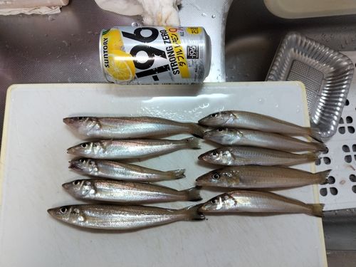 キスの釣果