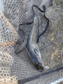 ナマズの釣果