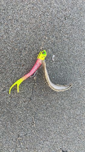 シタビラメの釣果