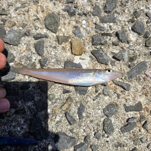 シロギスの釣果