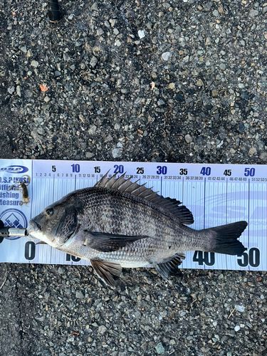 クロダイの釣果