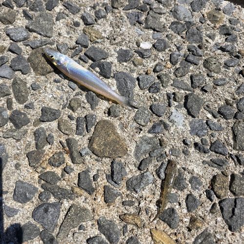 シロギスの釣果
