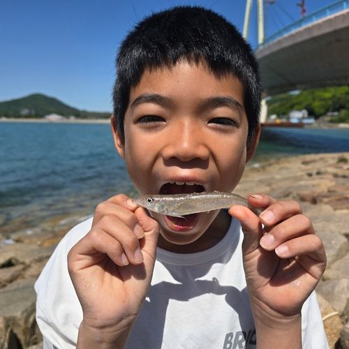 シロギスの釣果