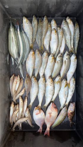 コノシロの釣果