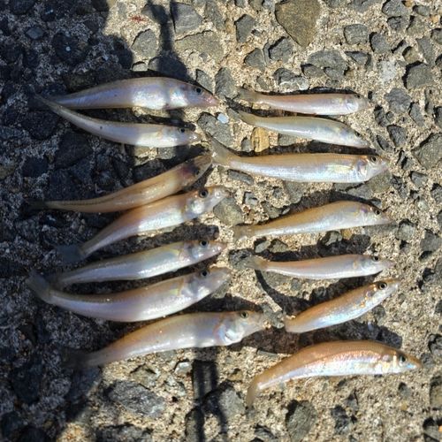 シロギスの釣果