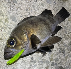 メバルの釣果