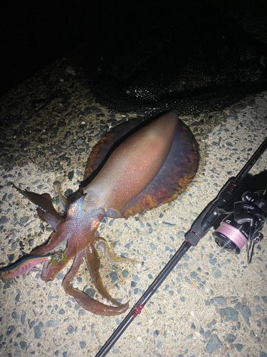 アオリイカの釣果
