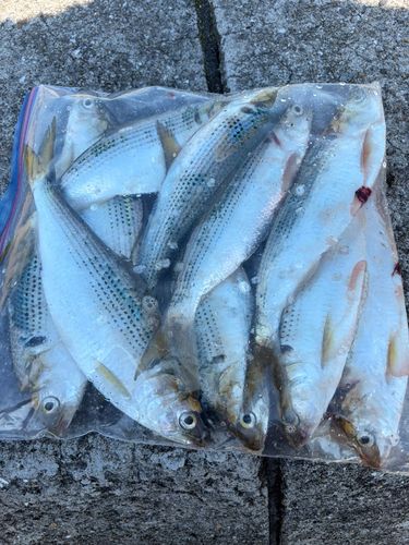 コノシロの釣果