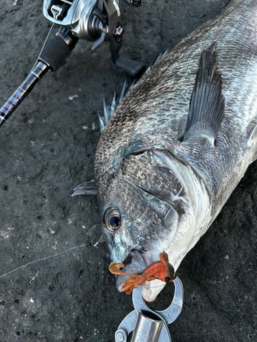 チヌの釣果