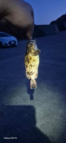 マゾイの釣果