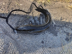 ライギョの釣果