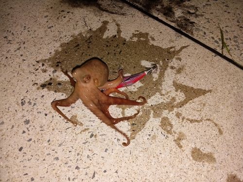 コウイカの釣果