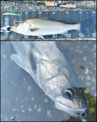 シーバスの釣果