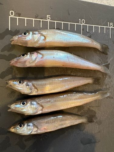 キスの釣果