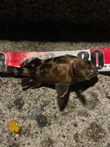 カサゴの釣果