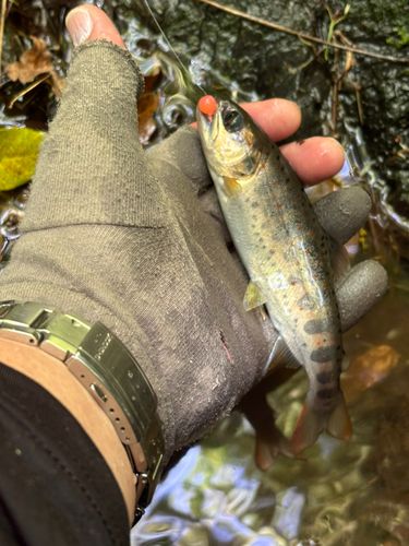 アマゴの釣果