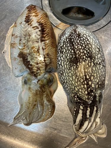 シリヤケイカの釣果