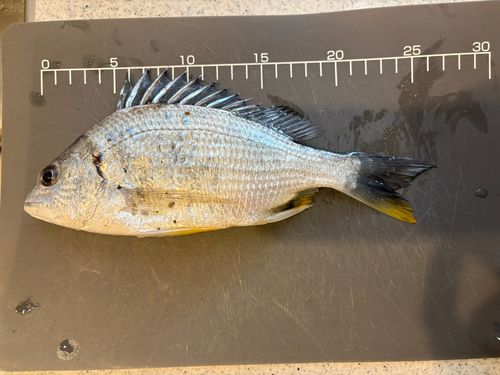 キチヌの釣果