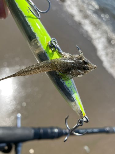 メゴチの釣果